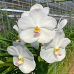 Vanda  White Diamond-Flowering Size